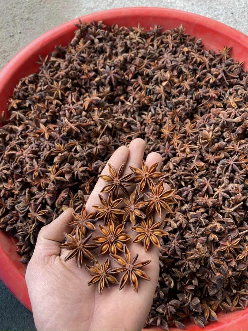 Star Anise